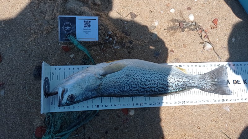 Fish Measure Picture